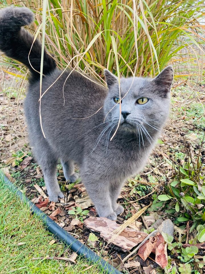 Katze / Kater / Katzen in liebevolle Hände abzugeben in Rastow