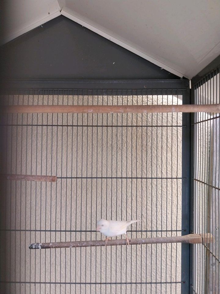 Kanarienvogel/ Henne in weiß in Bergkamen
