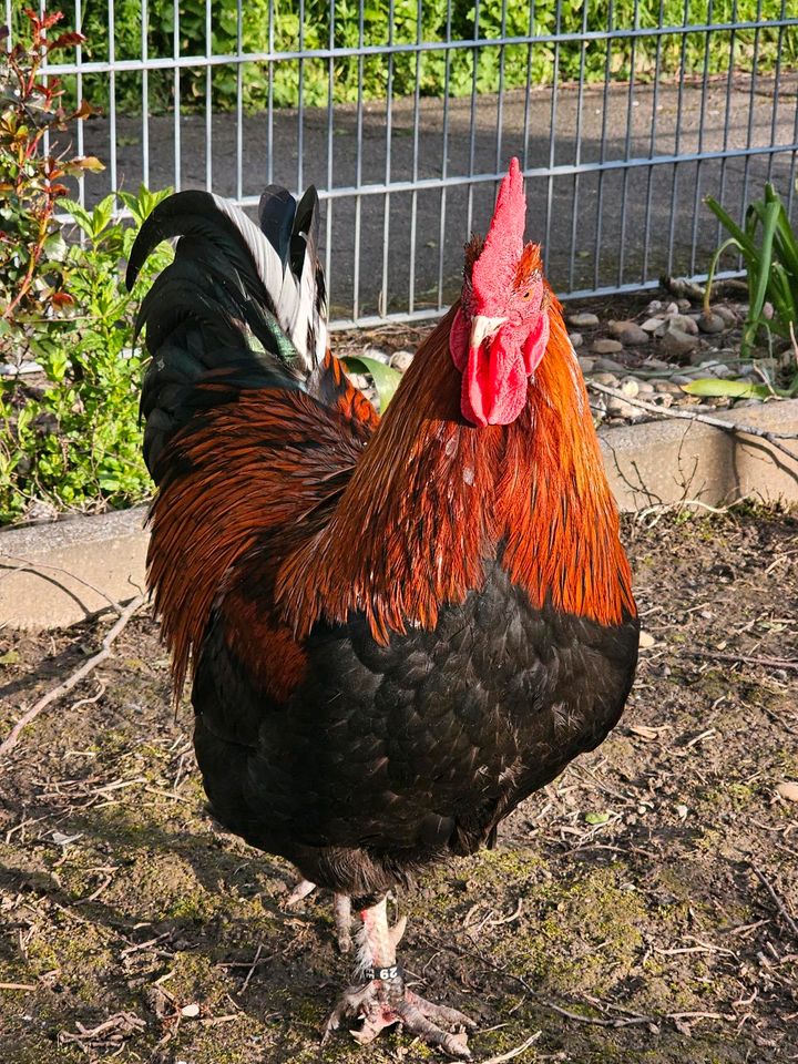 Marans Hahn in gute Hände abzugeben in Leimen