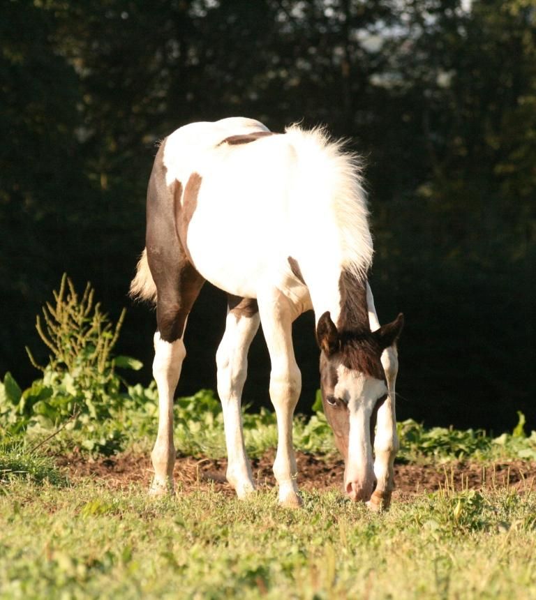 Mustang Stute schwarz weiß "Indianerpony" in Maxsain