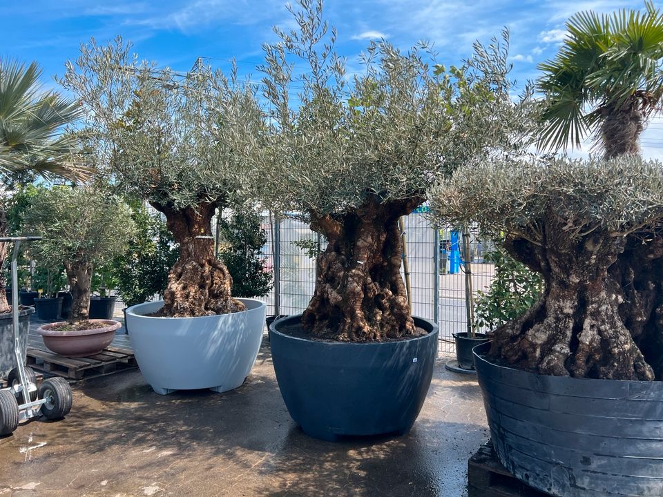 Olivenbaum Olea europea winterhart in Altlußheim