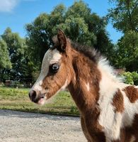 Reitpony Stute Fohlen Welsh x Lewitzer Niedersachsen - Otterndorf Vorschau