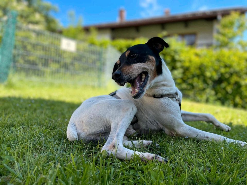 ♥️ Bruno sucht sein Traumzuhause ♥️ in Furth