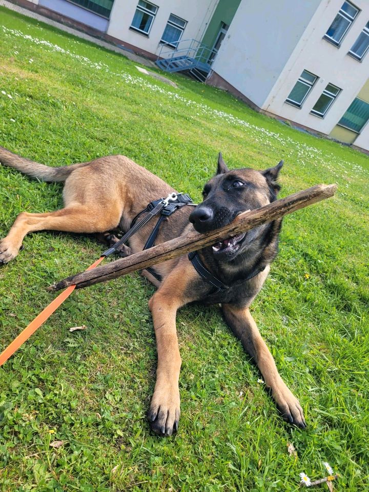 AREPA Schäferhund Malinois Mischling Hündin Tierschutz Hund in Kassel