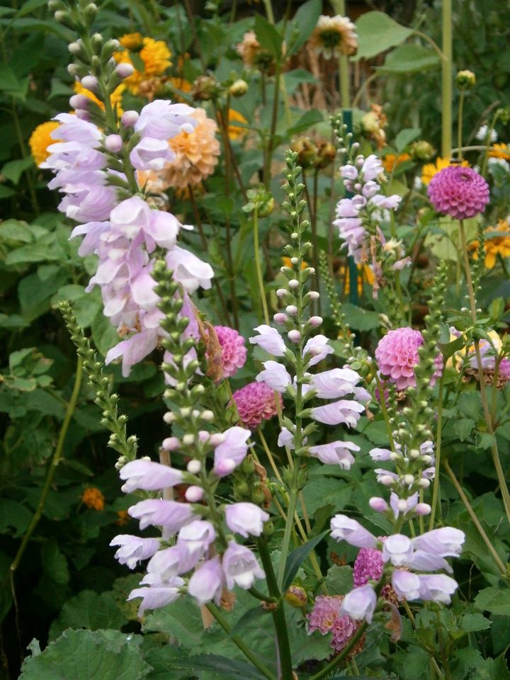 STAUDENSAMEN: GELENKBLUME PHYSOSTEGIA LILA in Lutherstadt Wittenberg