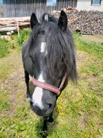 Dartmoor Pony Hengst Bayern - Steingaden Vorschau