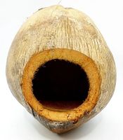 ❤ ganze Kokosnuss mit Schale u. Eingang 8,90 €* Versteck Deko Bayern - Velburg Vorschau