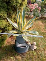 Agave Americana 'Marginata' grün/gelb Sachsen-Anhalt - Biederitz Vorschau