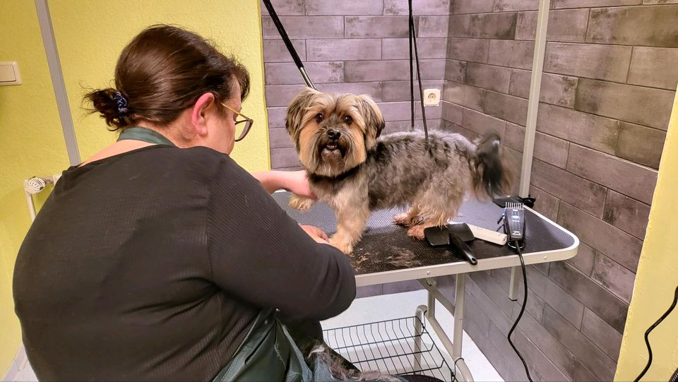 Hundesalon Hundesfriseur waschen, schneiden, fönen usw in Groß Börnecke