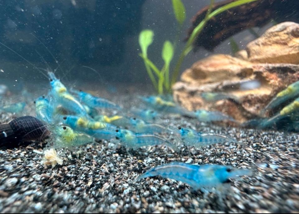 Blue Jelly Garnele Neocaridina in Bochum