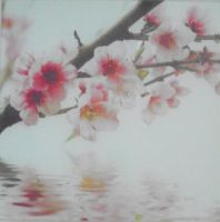 Glas Bild japanische Kirschblüte 30 x 30 cm. Neu OV! Schleswig-Holstein - Lübeck Vorschau