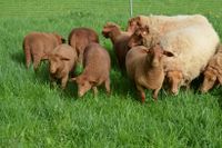 Verkaufe 2 Bocklämmer Coburger Fuchsschaf Sachsen - Müglitztal Vorschau