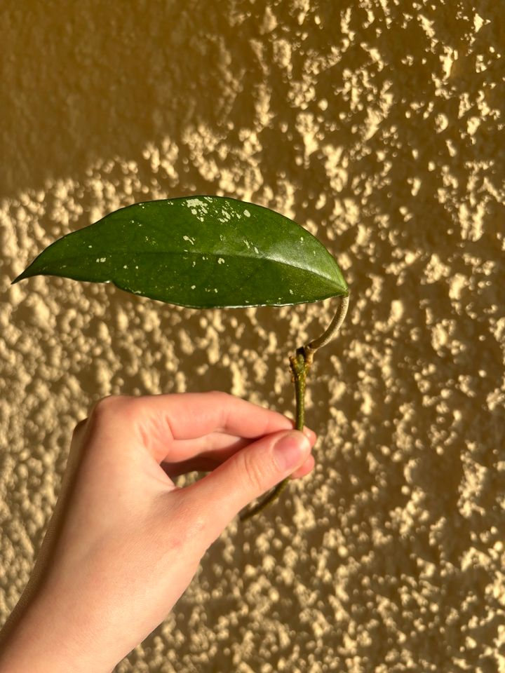 Hoya Carnosa Vietnam Splash Large Leaves Ableger Zimmerpflanze in Waiblingen