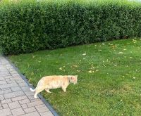 Katze, Kater zugelaufen Niedersachsen - Herzlake Vorschau