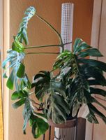 Monstera deliciosa variegata Hydrokultur / Selbstbewässerungstopf Hessen - Reinheim Vorschau