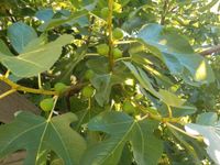 Feigenbaum Feigen Baum extrem winterhart Garten Rheinland-Pfalz - Landau in der Pfalz Vorschau