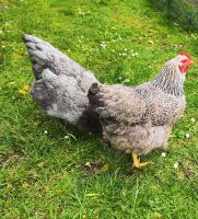Große Plymouth Rock Hennen Hühner Nordrhein-Westfalen - Wesel Vorschau