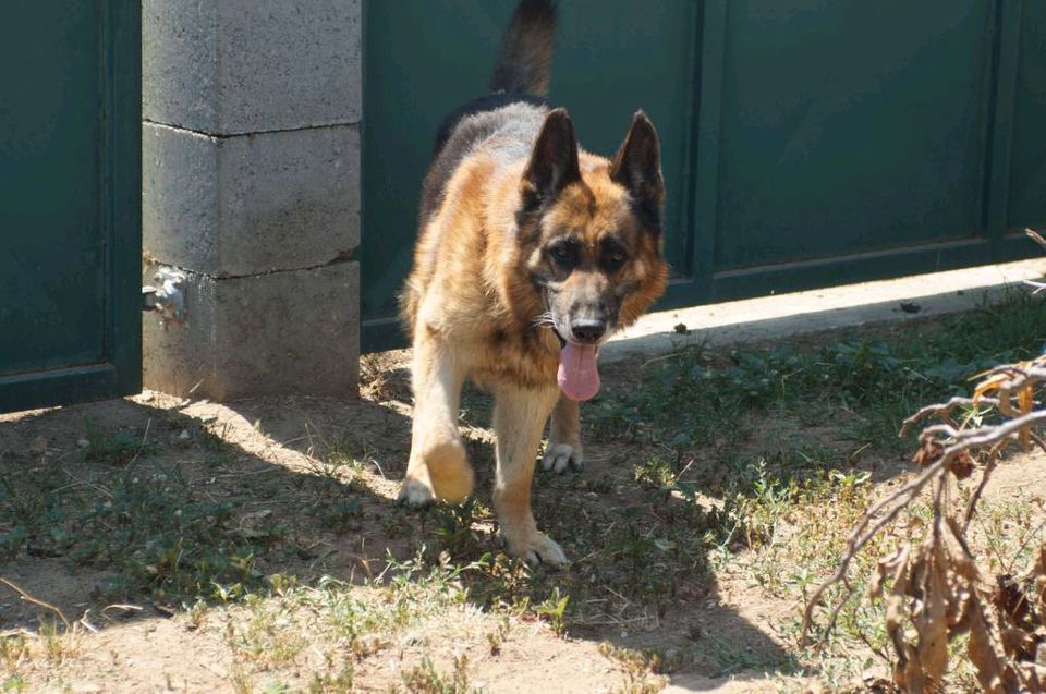 Rex Schäferhund Rüde in Burgsinn