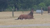 Pflegebeteiligung , Reitbeteiligung Niedersachsen - Schöppenstedt Vorschau