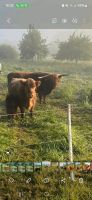 Highland Cattle Hochlandrinder Nordrhein-Westfalen - Burbach Vorschau