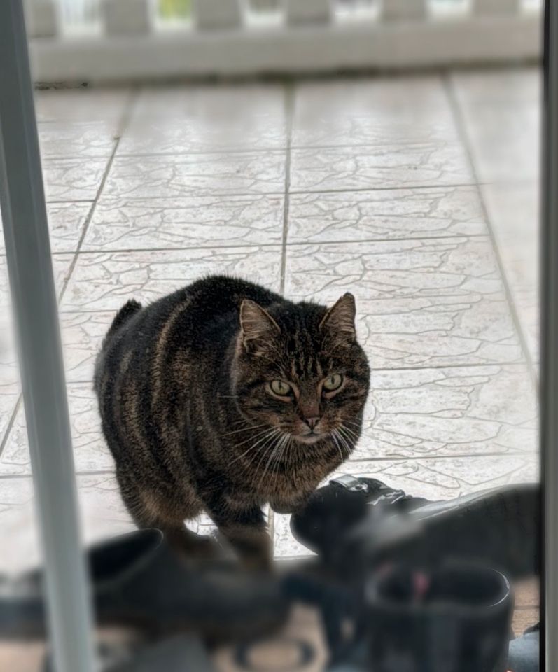 Katze zugelaufen in Hückelhoven