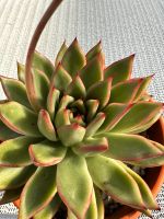 Echeveria agavoides, große Pflanze, blühend Nordrhein-Westfalen - Leichlingen Vorschau