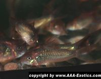 Corydoras sp. CW139 "Gold Ear Corydoras" Bayern - Raubling Vorschau