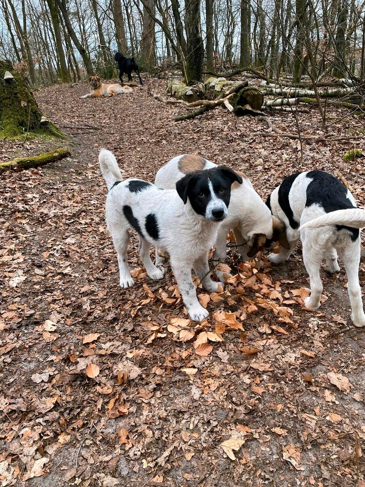 Milla : 4 1/2 Monate alte Zaubermaus ❤️ in Bispingen