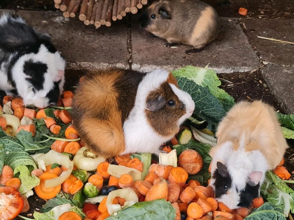 Meerschweinchen Notstation hat Plätze Frei♡ in Erftstadt