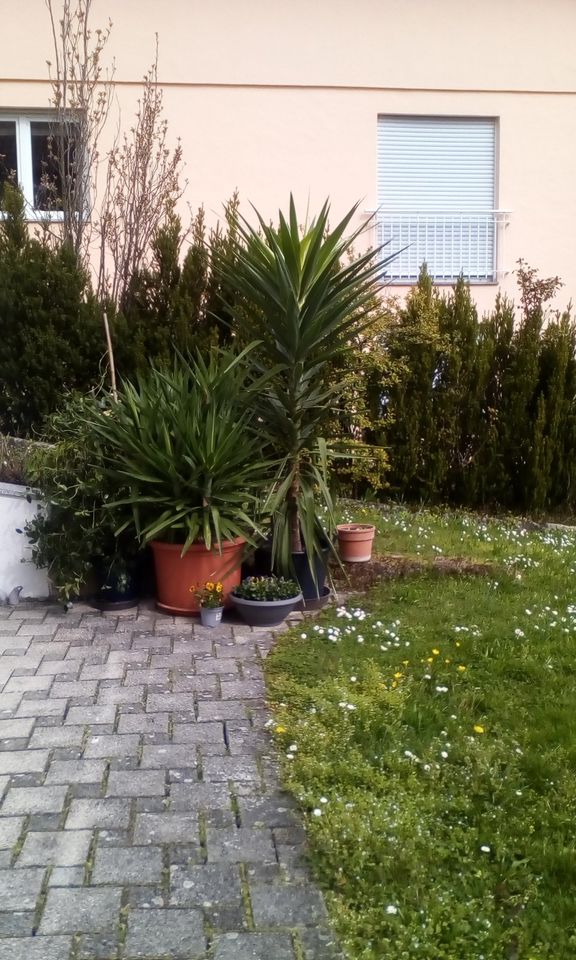 Yucca Palme sehr hoch in Pliezhausen