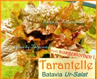 ♥ Bio Ur Batavia Salat Tarantelle,gold Rarität,Samen,Tulpenstolz Eimsbüttel - Hamburg Schnelsen Vorschau