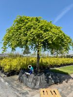 SUCHE Carpinus betulus Pendula  - Hänge-Hainbuche Baum Gross Nordrhein-Westfalen - Haltern am See Vorschau