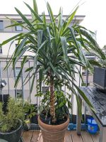 Prächtige Yucca Palme mit Mango Bäumchen Dresden - Seevorstadt-Ost/Großer Garten Vorschau