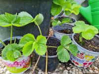 Tausche Klettererdbeeren gegen winterharte Stauden Nordrhein-Westfalen - Datteln Vorschau