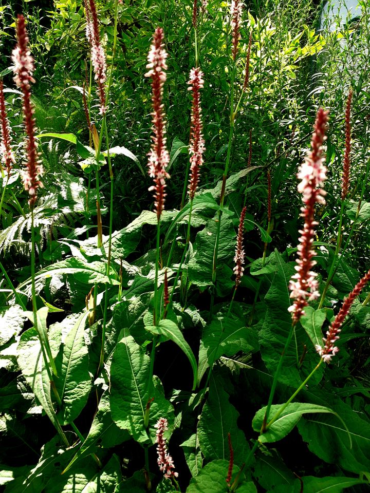 Kerzenknöterich, rosa, Stauden, Pflanzen, Blumen,Garten in Schönwalde-Glien