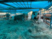 Rinderleasing, Fleisch vom eigenen Rind Baden-Württemberg - Engen Vorschau