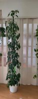 Schefflera Strahlenaralie 215 cm gerade gewachsene Zimmerpflanzen Leipzig - Plagwitz Vorschau