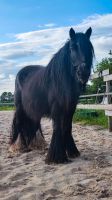 Bildschöne Tinker Stute Niedersachsen - Friesoythe Vorschau