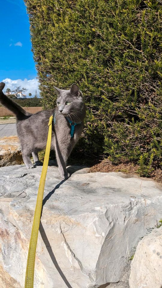 Wunderschöne Russisch Blau Katze reinrassig in Kappeln