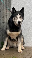 Husky Rüde Nordrhein-Westfalen - Versmold Vorschau