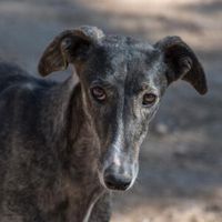 Berta- Galgo sucht ein Körbchen Hessen - Solms Vorschau