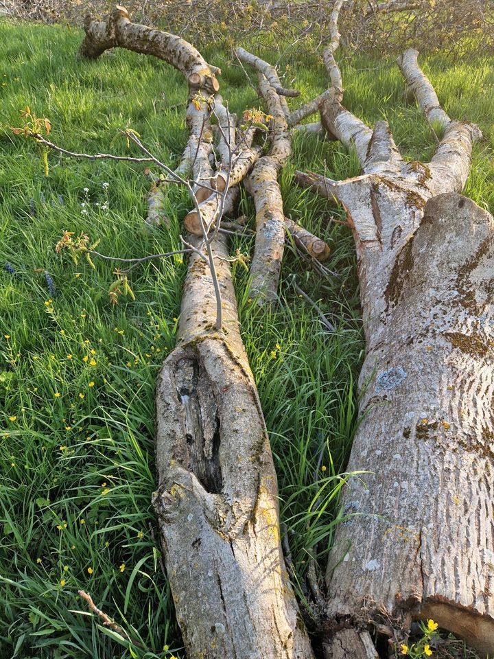 Walnussbaum groß, walnuss stamm komplett oder in Teien in Wendlingen am Neckar