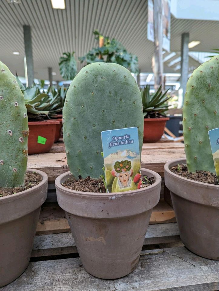 Opuntia Ficus indica Feigenkaktus 30-40cm im Porzellantopf in Nordkirchen