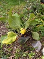 Fingerhut ,Winterharte Gartenpflanzen, Glocken Blume Schleswig-Holstein - Oldenburg in Holstein Vorschau