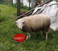Schafe zu verkaufen Sachsen - Dommitzsch Vorschau