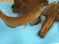 Silber Arowana - Osteoglossum bicirrhosum XL Bayern - Schwarzenbruck Vorschau