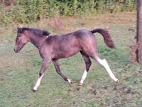 3 Fohlen Stute Hengst Pony Lewitzer Pinto Jährling Parchim - Landkreis - Tessenow Vorschau