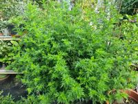 Artemisia annua Einjähriger Beifuß Blätter Kraut getrocknet 50 g Sachsen - Striegistal Vorschau