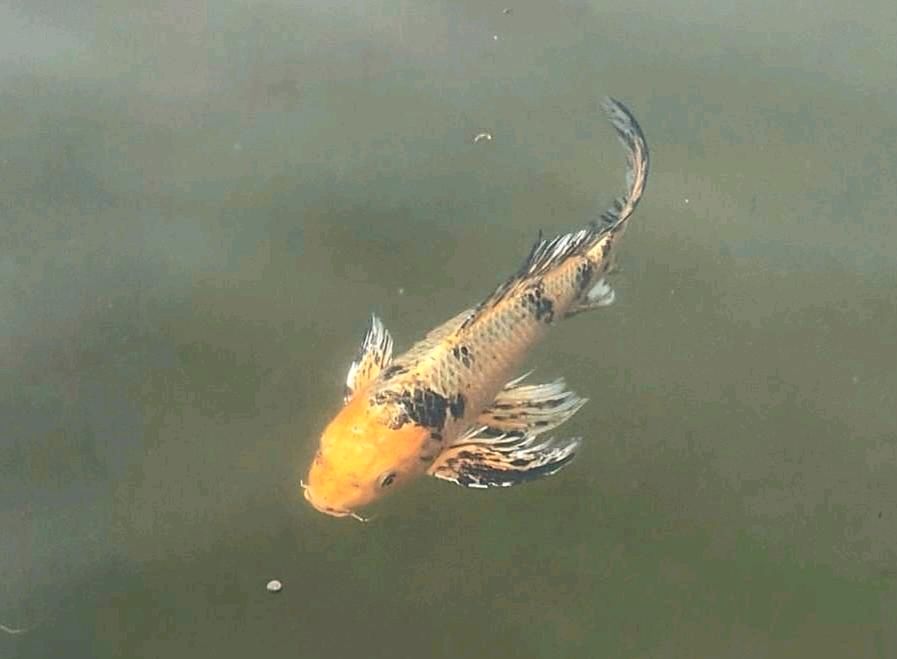 Kois Fische in Leinfelden-Echterdingen