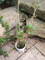 Tausch⭐️Jochelbeer Stecklinge bewurzelt gg. winterharte Pflanzen Dresden - Gorbitz-Süd Vorschau